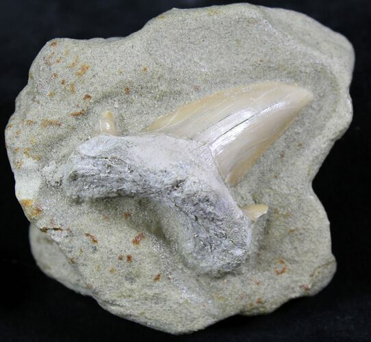 Otodus Shark Tooth Fossil - Mounted On Sandstone #26647